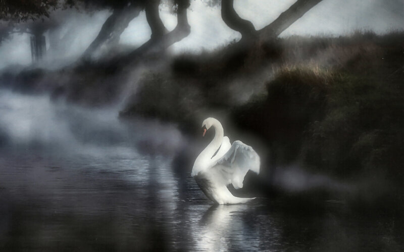White Swan on Water — Mysterious