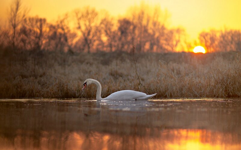 White Swan on Water — Orange, Serene, Sunset, Photograph, Sun
