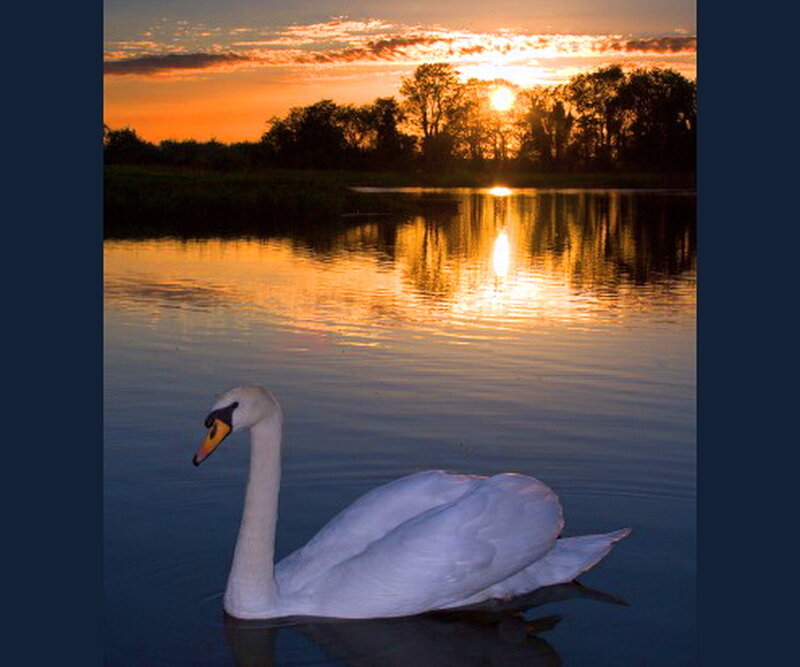 White Swan on Water — Orange, Serene, Sunset