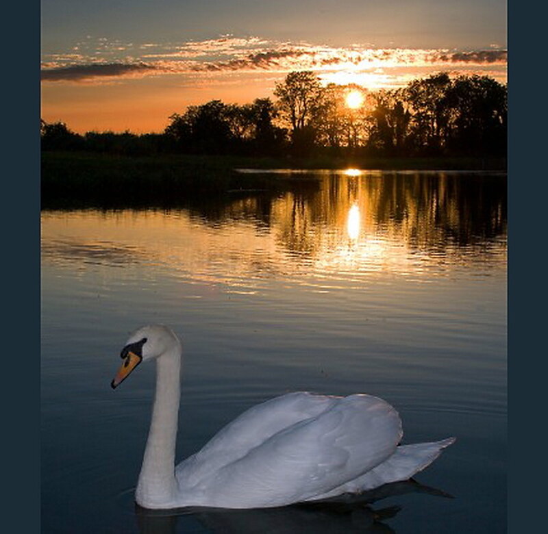 White Swan on Water — Orange, Serene