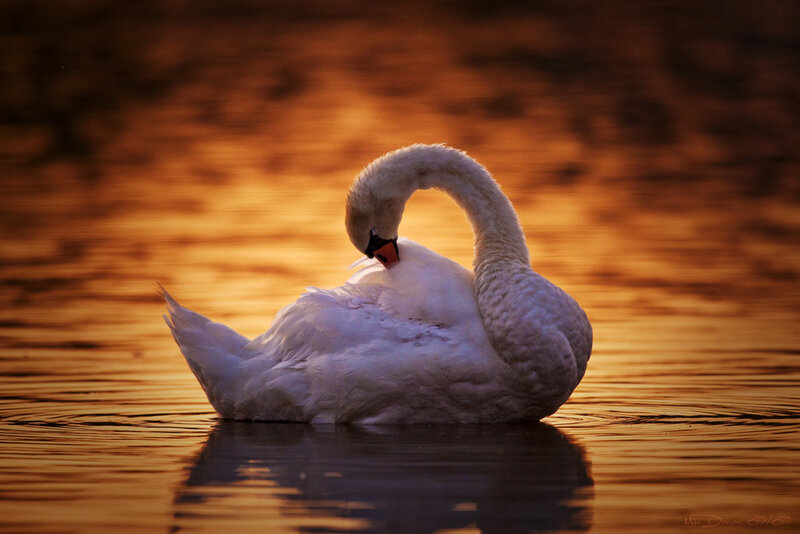 White Swan on Water — Orange