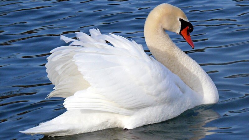 White Swan on Water — Photograph, Blue