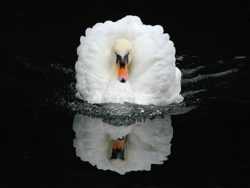 White Swan on Water — Photograph, Reflection