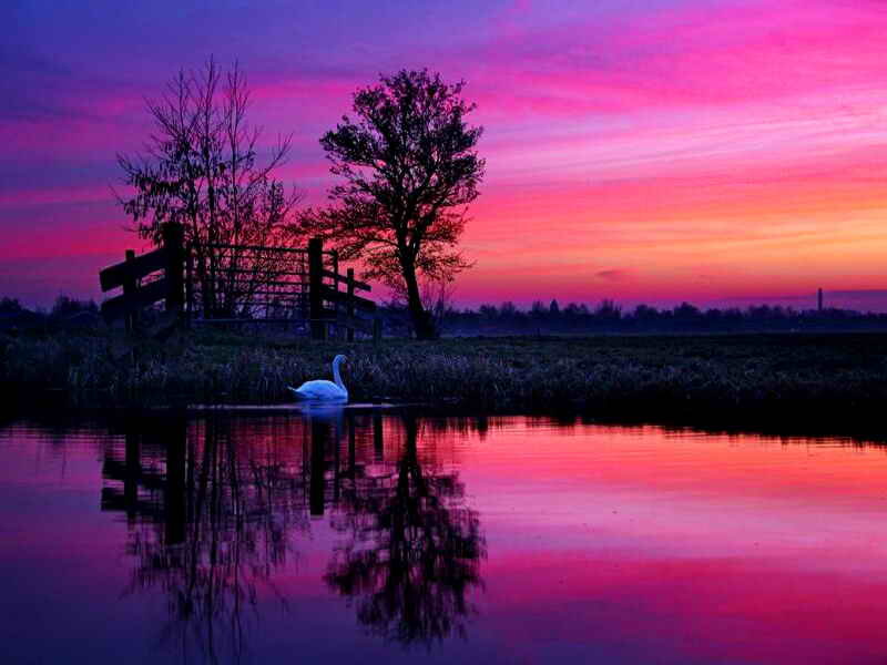 White Swan on Water — Pink, Serene