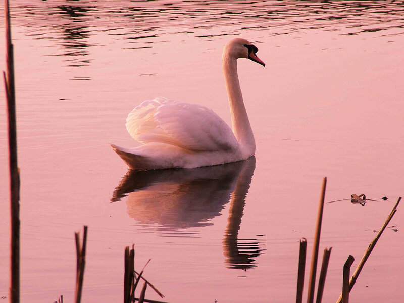 White Swan on Water — Pink