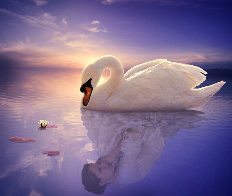 White Swan on Water — Purple, Serene, Sunset