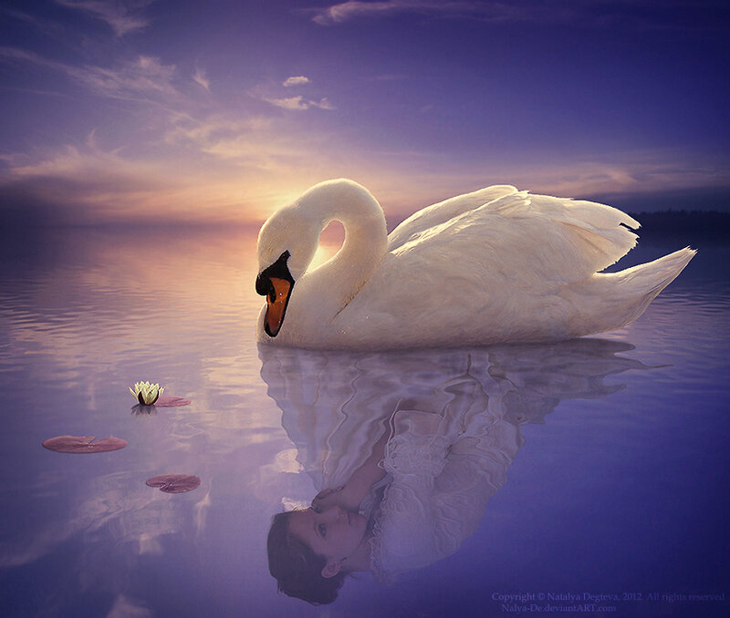 White Swan on Water — Purple, Serene