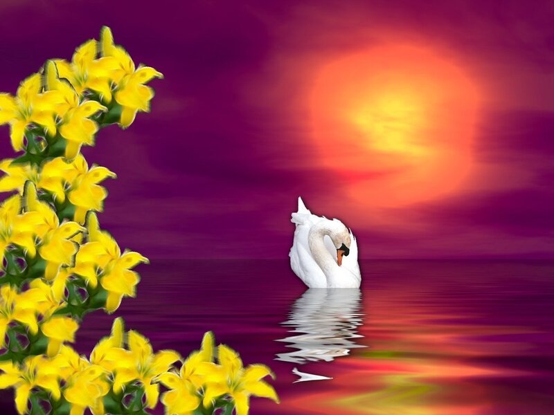 White Swan on Water — Purple