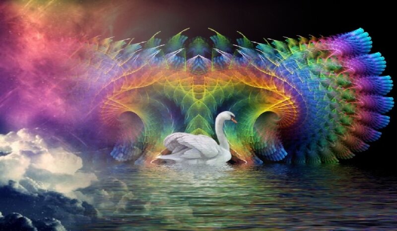 White Swan on Water — Rainbow