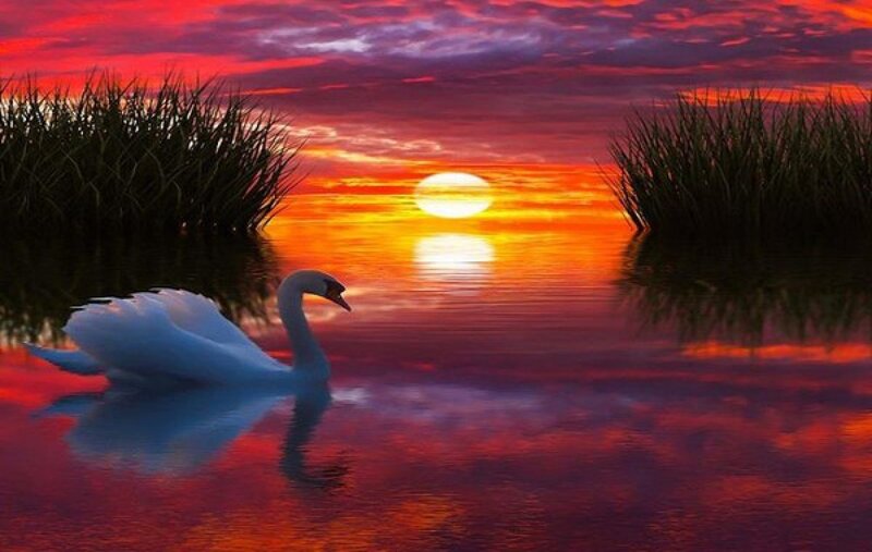 White Swan on Water — Red, Serene