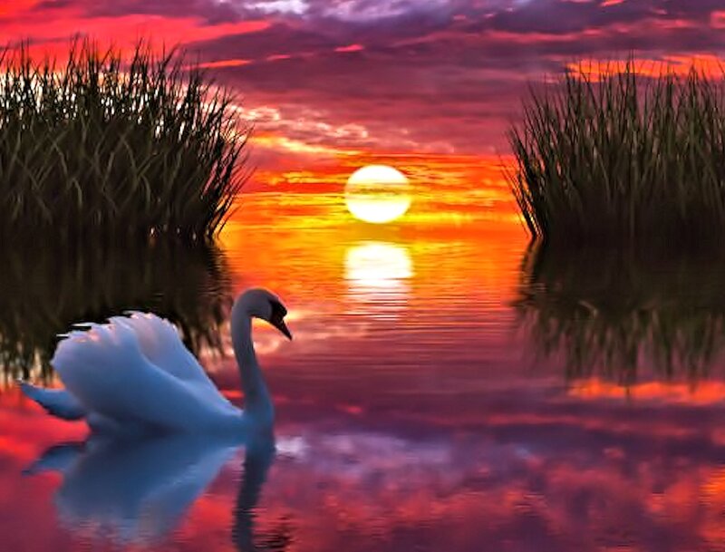 White Swan on Water — Red