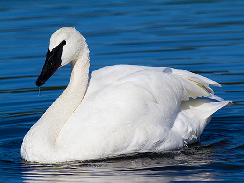 White Swan on Water — Serene, Afternoon, Photograph, Bird