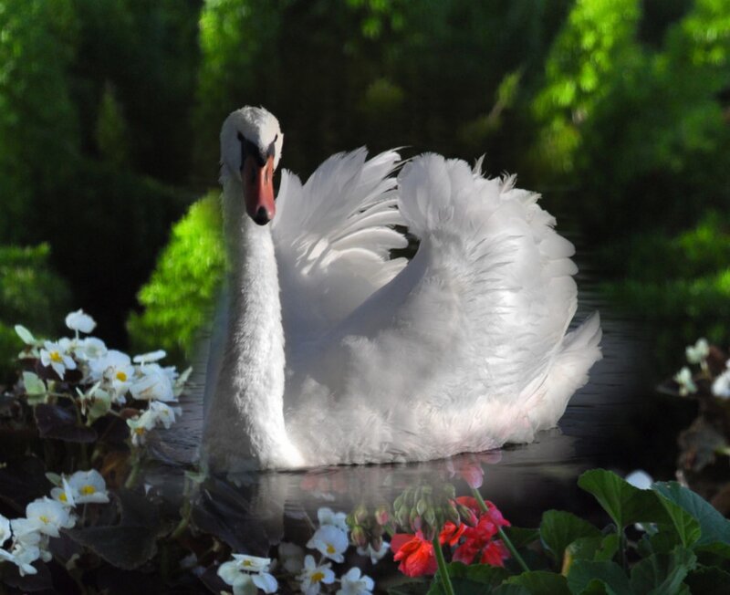 White Swan on Water — Serene, Afternoon, Photograph, Flowers