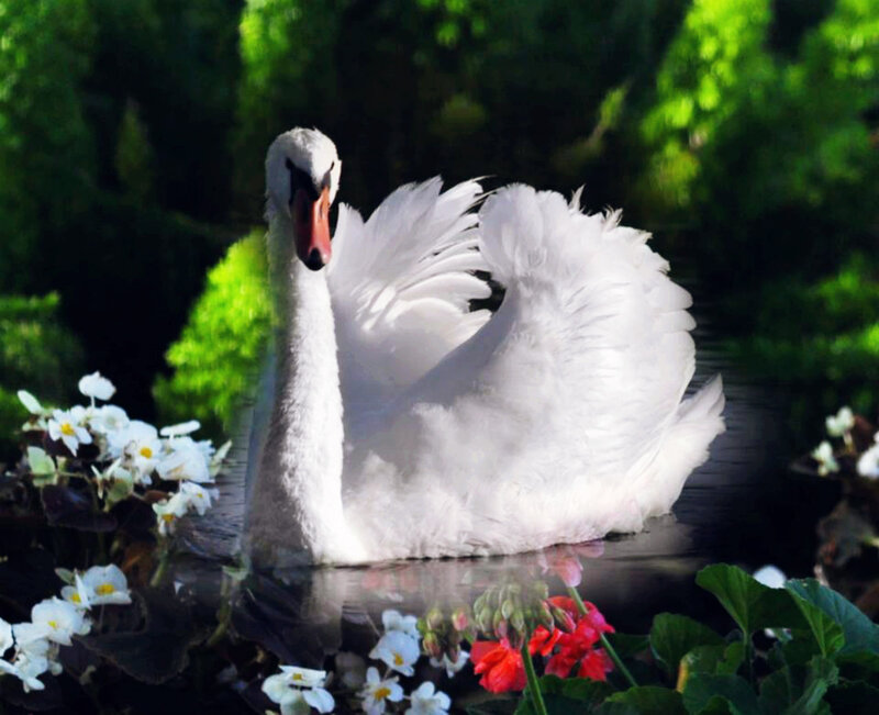 White Swan on Water — Serene, Afternoon, Photograph, Flowers, Trees