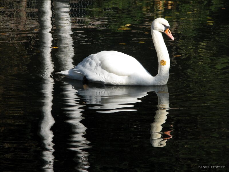 White Swan on Water — Serene, Afternoon, Photograph, Reflection, Leaf