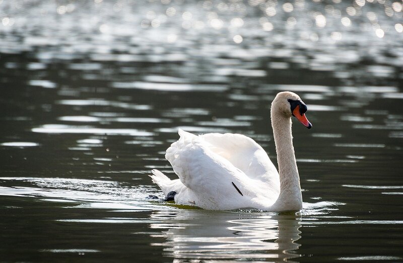 White Swan on Water — Serene, Afternoon, Photograph, Sunlight, Black, Orange