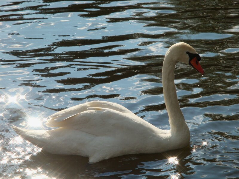 White Swan on Water — Serene, Afternoon, Photograph, Sunlight, Blue