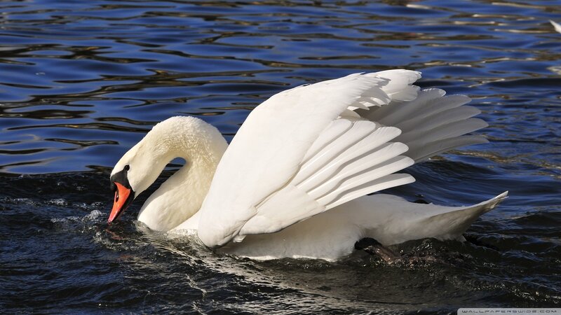 White Swan on Water — Serene, Afternoon, Photograph, Wings