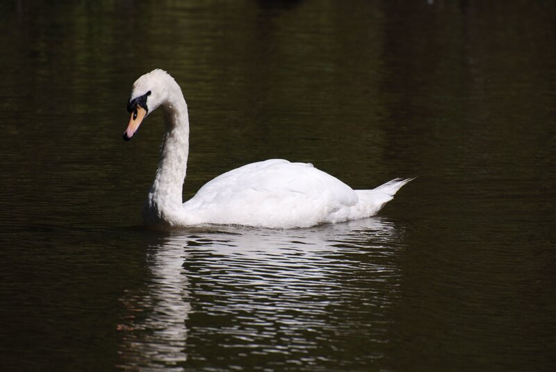White Swan on Water — Serene, Afternoon