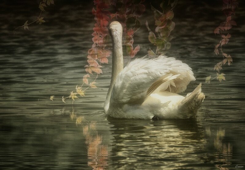 White Swan on Water — Serene, Autumn, Photograph, Leaves