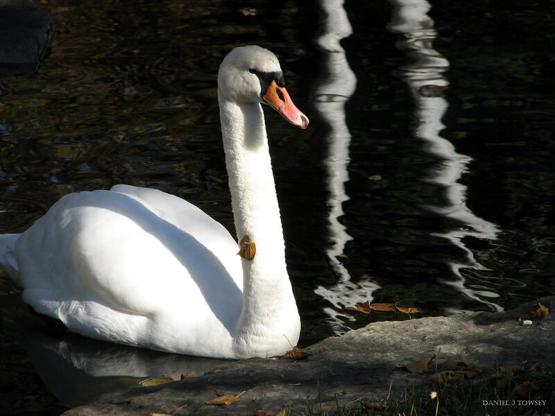 White Swan on Water — Serene, Autumn, Photograph, Rock