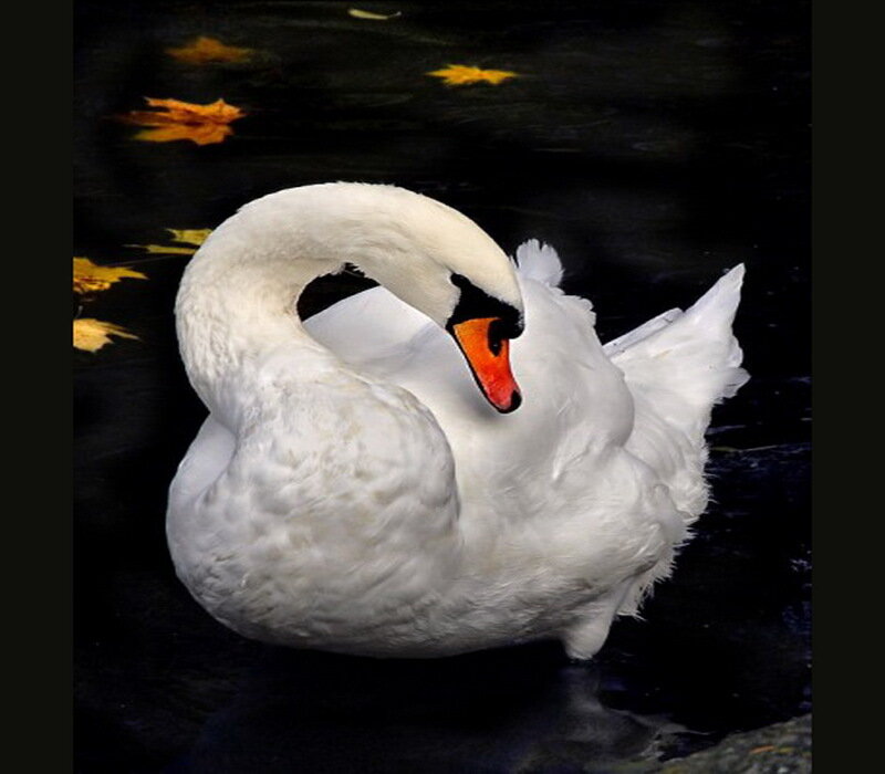 White Swan on Water — Serene, Autumn