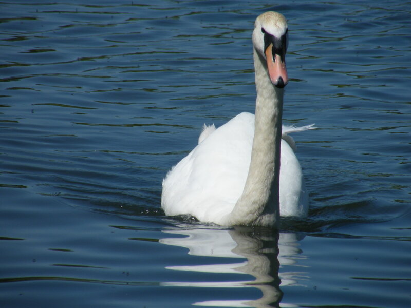 White Swan on Water — Serene, Daytime