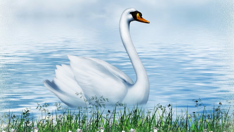 White Swan on Water — Serene, Digital Art