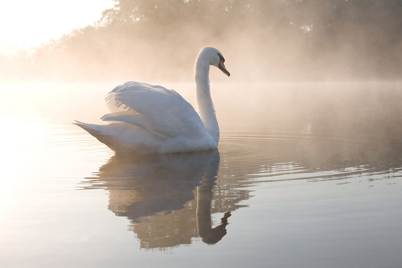 White Swan on Water — Serene, Morning