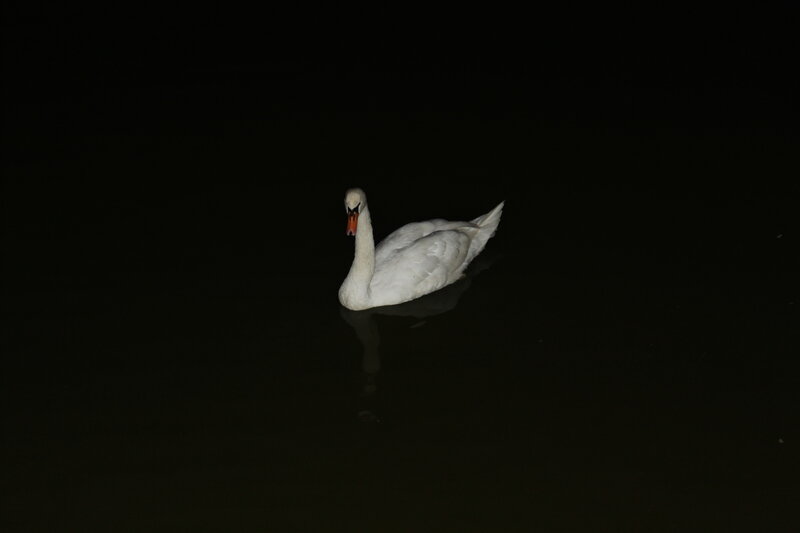 White Swan on Water — Serene, Night