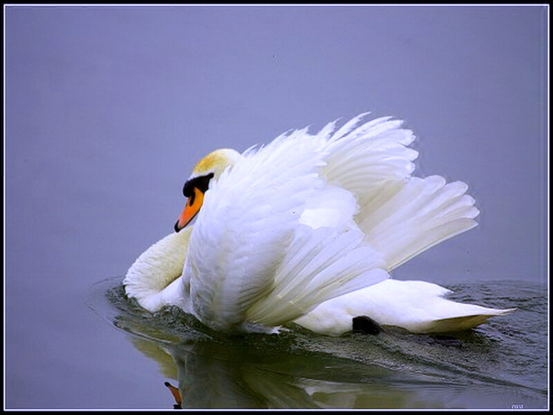 White Swan on Water — Serene, Photograph, Feathers