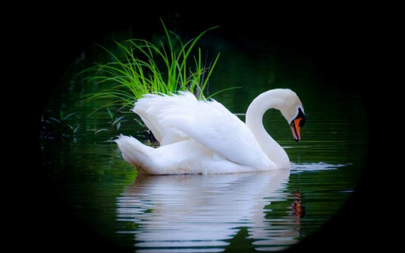 White Swan on Water — Serene, Photograph, Grass