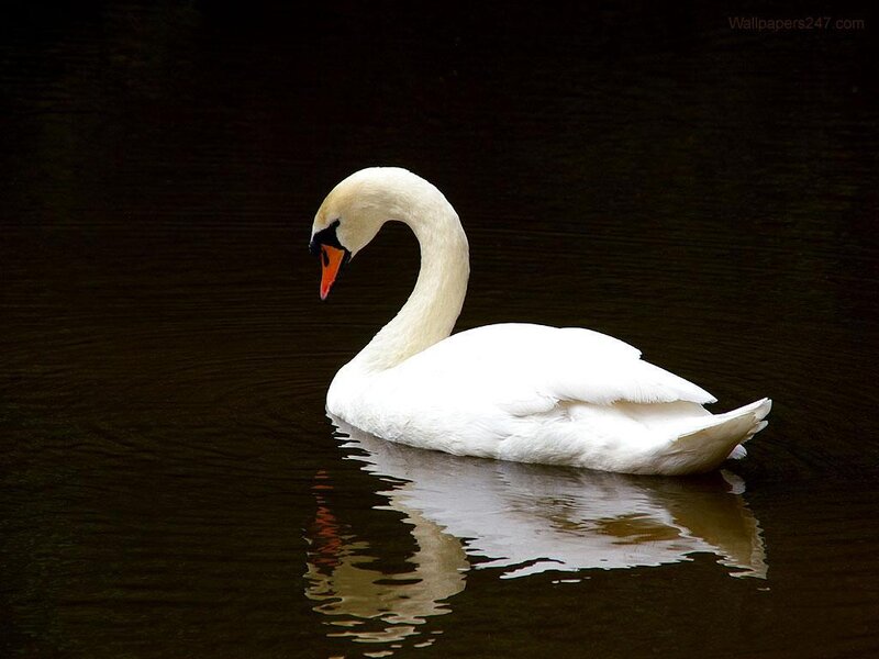 White Swan on Water — Serene, Photograph, Reflection, Black, Orange
