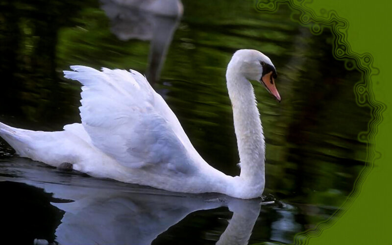 White Swan on Water — Serene, Photograph, Reflection, Green Background