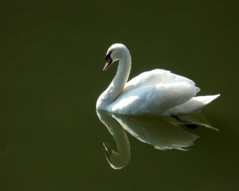 White Swan on Water — Serene, Photograph, Reflection