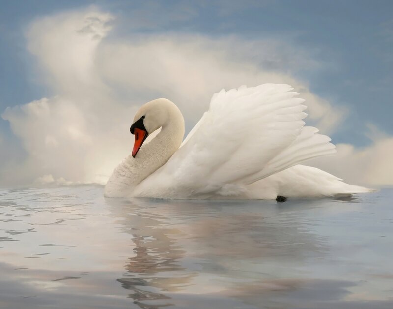 White Swan on Water — Serene, Photograph