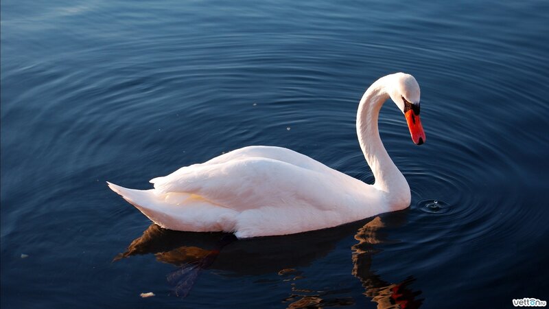 White Swan on Water — Serene, Sunset, Photograph, Reflection