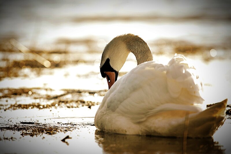 White Swan on Water — Serene, Sunset, Photograph, Sunlight, Reeds