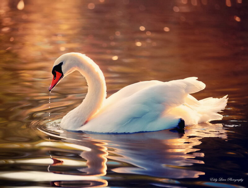 White Swan on Water — Serene, Sunset, Photograph, Sunlight, Reflection