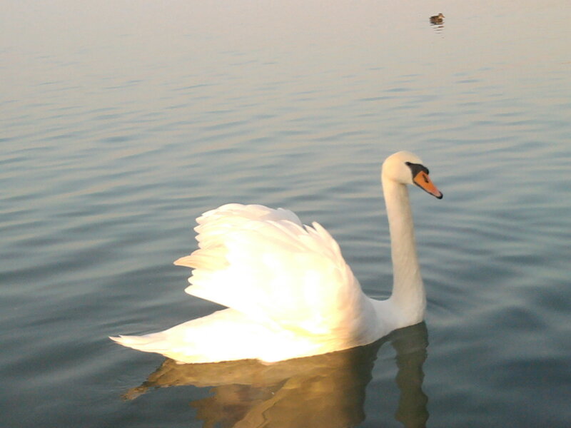White Swan on Water — Serene, Sunset, Photograph