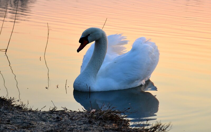 White Swan on Water — Serene, Sunset