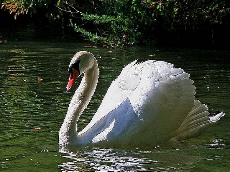 White Swan on Water — Serene