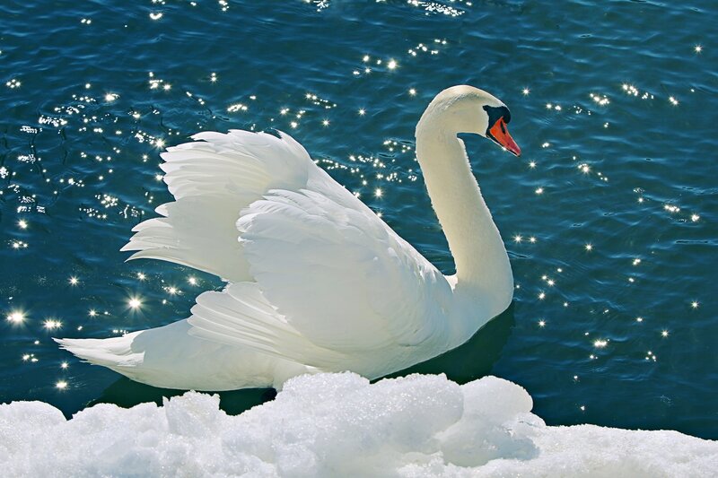 White Swan on Water — Serene, Winter, Photograph