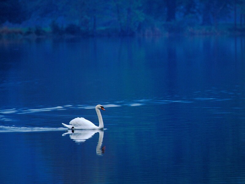 White Swan on Water — Trees