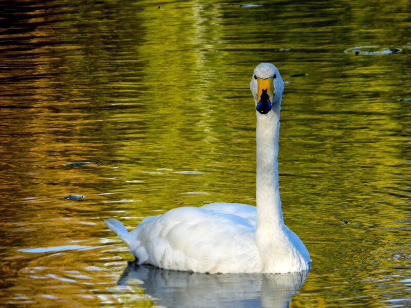 White Swan on Water — Yellow, Serene, Afternoon
