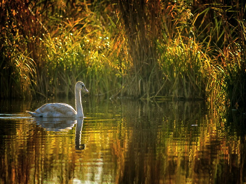 White Swan on Water — Yellow, Serene, Sunset