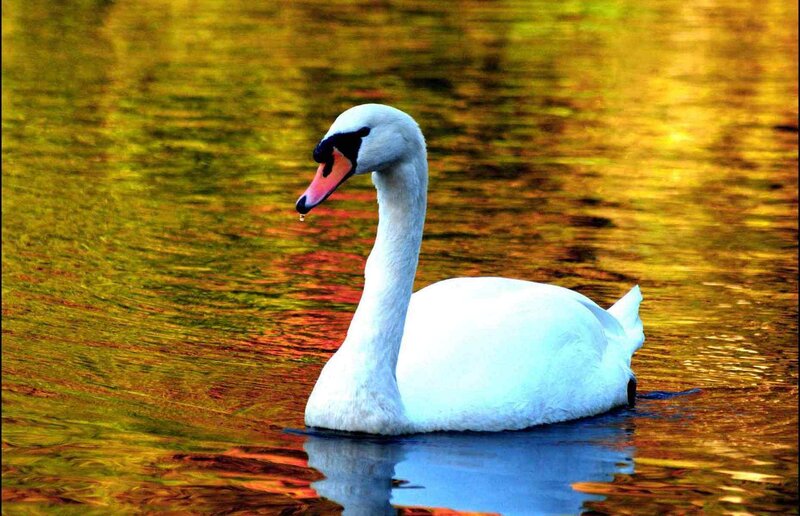 White Swan on Water — Yellow, Serene