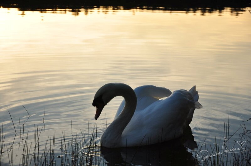 White Swan on Water — Yellow
