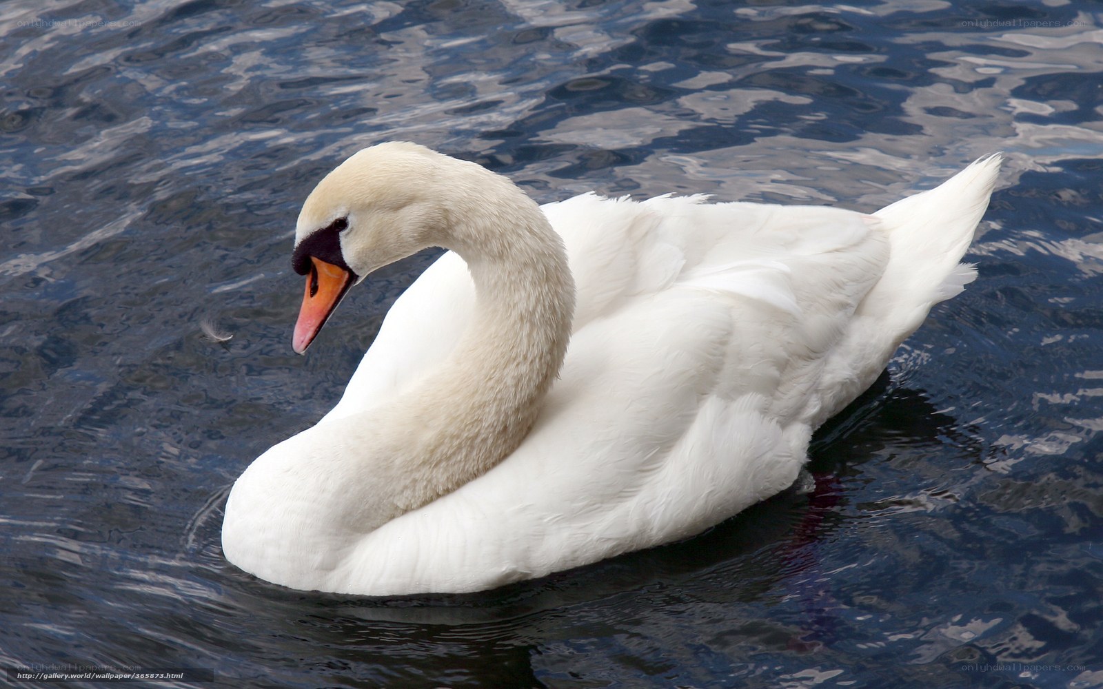 White swan on water