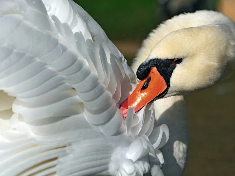 White Swan Preening — Calm, Afternoon, Photograph, Feathers